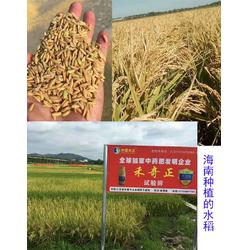 水稻生物農藥防治土傳病害 遼寧生物農藥與拜農生物科技的技術研發(fā)探索