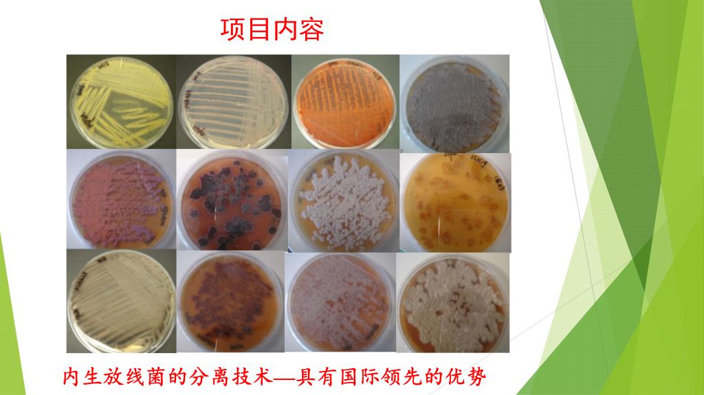 新型生物農(nóng)藥——超高活性植物內(nèi)生放線菌的開發(fā)應用 十年等來的綠色革命