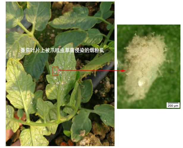 歷經(jīng)十余年攻關(guān) 江蘇省農(nóng)科院團隊研發(fā)出新型生物農(nóng)藥